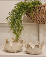 Crown Trays